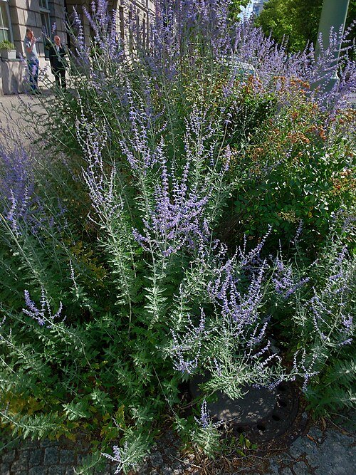 Russian Sage