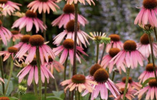 Echinacea, Purple
