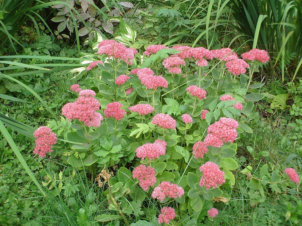 Clusters of pink flowers growing on mature green stalks